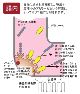 体脂肪や中性脂肪が減少